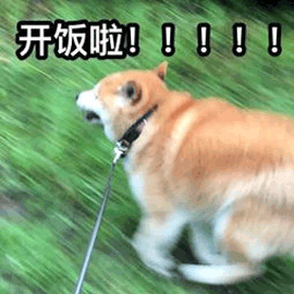 開飯 柴犬