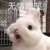 萌宠 小兔子 无情嘲笑 哈哈哈 搞怪 逗