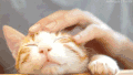 萌宠 猫 喵星人 舒服