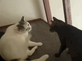 猫猫 打架 欢乐 战争