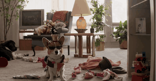 一条狗的使命 乱 可爱 墨镜 房间 搞笑 狗 王冠 电影 项链 预告片