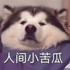 萌宠 汪星人 人间小苦瓜 生气 呆萌 可爱