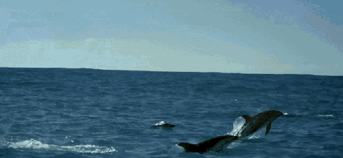 动物 新西兰 地球神秘岛屿 纪录片 表演 跳 鲸鱼