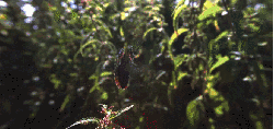 丛林 昆虫 神话的森林 纪录片 蝴蝶