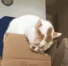 猫咪 喵星人 搞笑 可爱 淘气