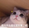 萌宠 猫星人 我今天也是可爱到爆了呢 开心 搞怪 呆萌