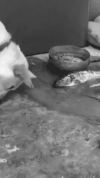 狗狗 小鱼 泼水 有爱