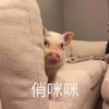 萌宠 小猪 悄咪咪 偷偷看 搞怪 逗