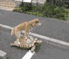 可爱 搞笑 萌宠 笑死