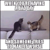 猫咪 可爱 调皮 不服
