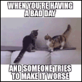 猫咪 可爱 调皮 不服