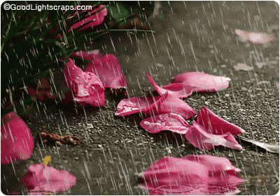 下雨 花瓣 鲜艳 Rain