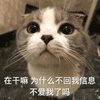 沙雕猫 猫咪 猫 可爱猫 猫表情包 猫咪表情包 小猫