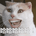 哈哈哈 大笑 喵星人 开心 高兴