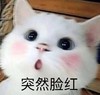 萌宠 喵星人 突然脸红 害羞 呆萌 可爱