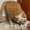 萌宠 猫星人 给个机会 渴望 呆萌 可爱