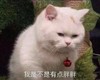 萌宠 喵星人 我是不是有点胖 我胖了 呆萌 胖嘟嘟