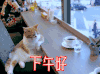 下午好