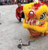 狮子斗眼镜蛇 搞笑 动物 好玩