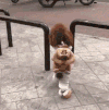 搞笑 二哈 夸张 呆萌