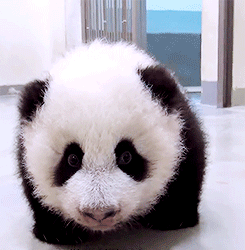 熊猫 国宝 可爱 萌宠
