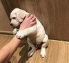 掐脖子 搞笑 汪星人 萌宠 懵圈