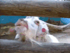 山羊 魔性 goat