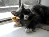 猫 抱 蜥蜴 萌 cat
