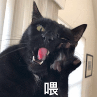 猫 喂 生气
