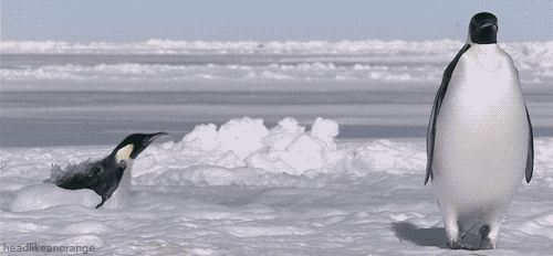企鹅 penguin 不为所动 跳跃 冰川