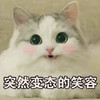 萌宠 喵星人 突然变态的笑容 嘴角上扬 呆萌 活泼