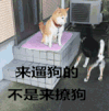 遛狗