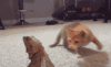 猫咪 黄色 跳跃 可爱