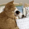 小奶猫 卖萌 撒娇睡觉