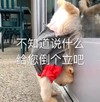 萌宠 猫星人 不知道说什么 给你倒个立吧 搞怪 逗