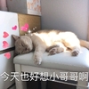 萌宠 猫星人 今天也好想小哥哥 难受 呆萌 可爱