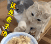 橘猫 这是老子的 萌宠