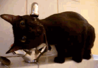 猫咪 喝水 水龙头 伸舌头