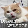 萌宠 喵星人 你要是聊这个 我可就不困了啊 呆萌 可爱