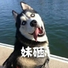 萌宠 汪星人 妹砸 打招呼 搞怪