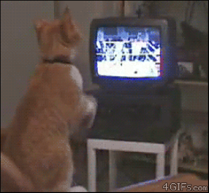 小猫 爪子 看电视 拳击