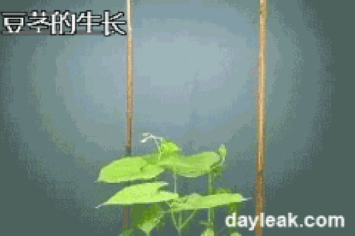 生长 绿色 植物 豆莖