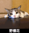 萌星人 可爱 乖巧 野樱花