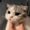 猫咪 逗 可爱 萌宠 搞笑