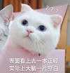 萌宠 猫星人 看上去一本正经 实际上大脑一片空白 呆萌 可爱