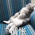 猫 伤心 惆怅