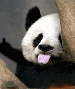 熊猫 搞笑 红脸蛋 伸舌头