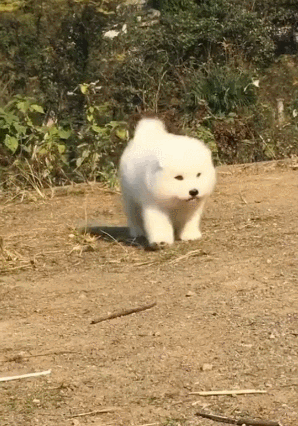 二哈 汪星人 可爱 萌宠 狗狗
