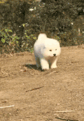 二哈 汪星人 可爱 萌宠 狗狗