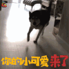 萌宠 哈士奇 你的小可爱来了 soogif soogif出品